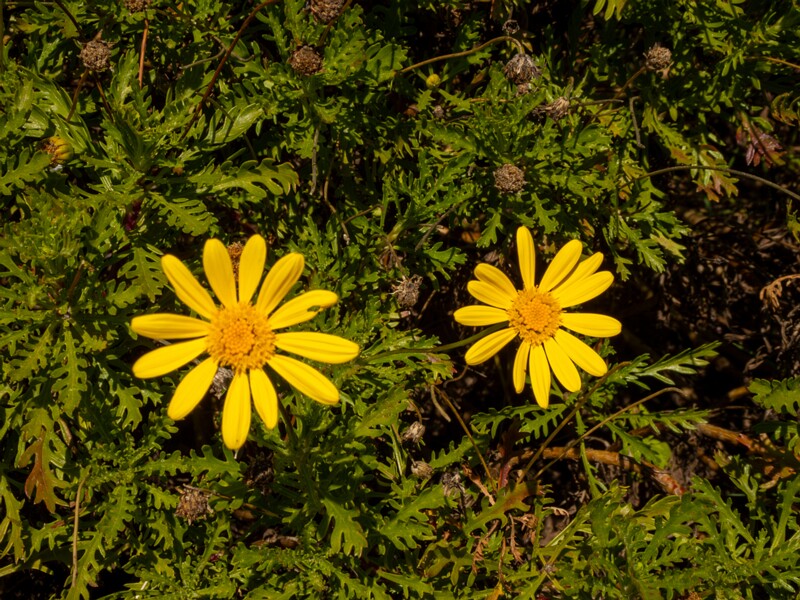 Euryops pectinatus  2025-05-12 1-1