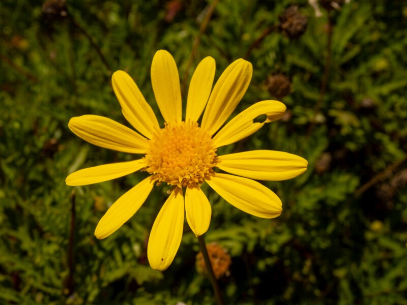 Euryops pectinatus  2025-05-12 1-3
