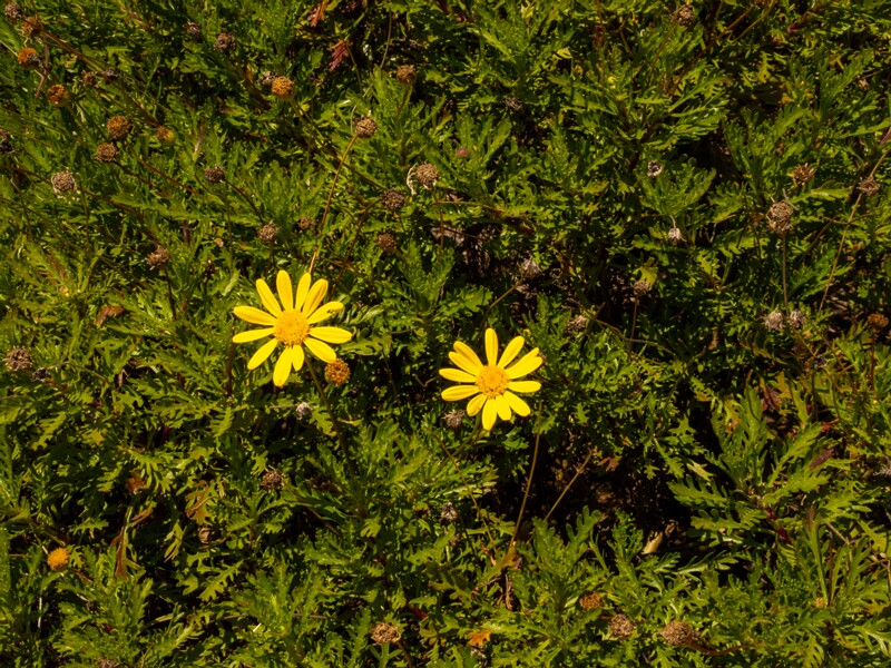 Euryops pectinatus  2025-05-12 1-5