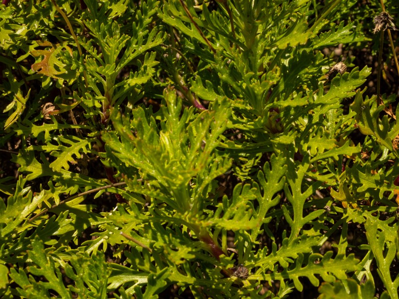 Euryops pectinatus  2025-05-12 1-6