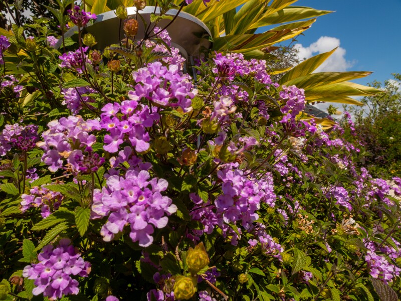 Lantana montevidensis  2025-05-12 1-1