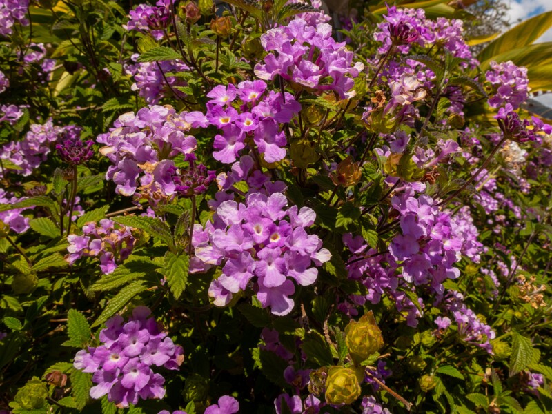 Lantana montevidensis  2025-05-12 1-2