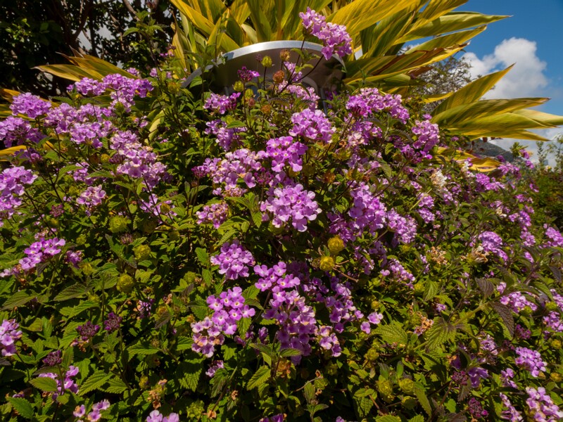 Lantana montevidensis  2025-05-12 1-3