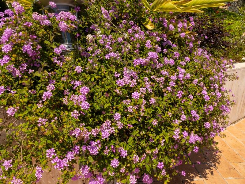 Lantana montevidensis  2025-05-12 1-6