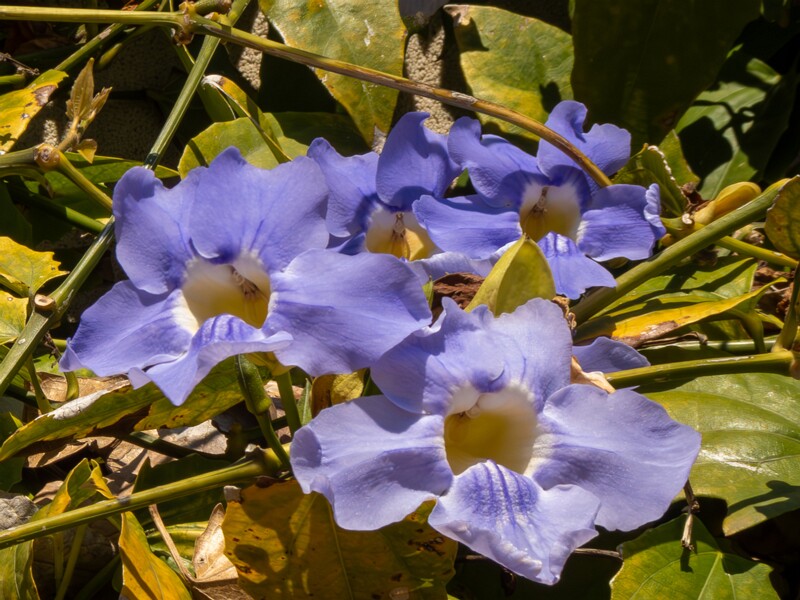 Thunbergia grandiflora  2025-05-12 1-2