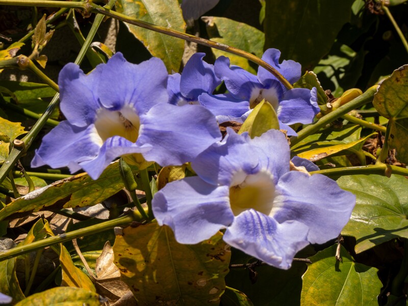 Thunbergia grandiflora  2025-05-12 1-3