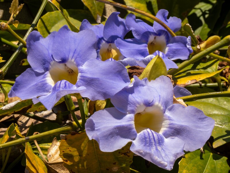 Thunbergia grandiflora  2025-05-12 1-4