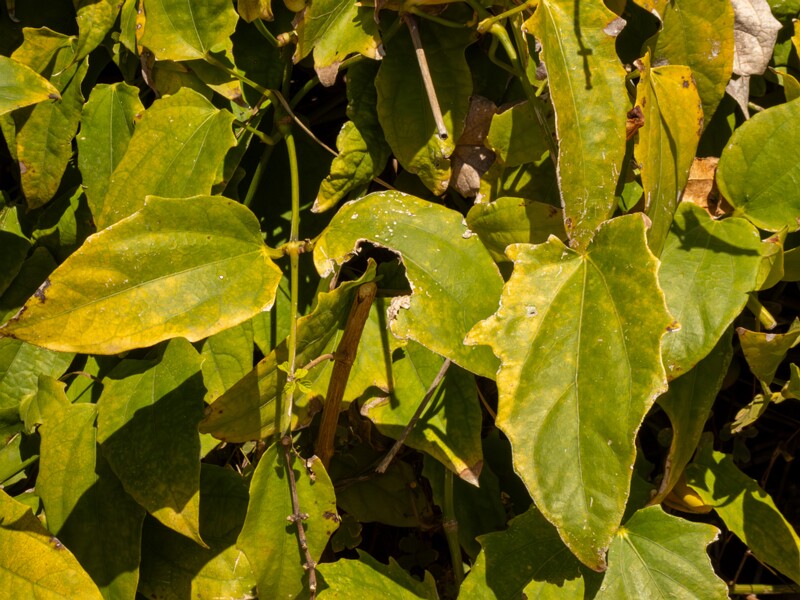 Thunbergia grandiflora  2025-05-12 1-5