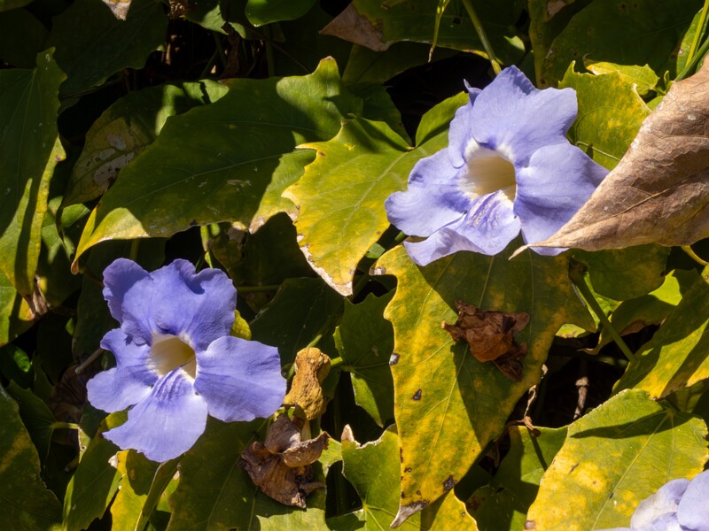 Thunbergia grandiflora  2025-05-12 1-6