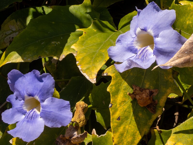 Thunbergia grandiflora  2025-05-12 1-7