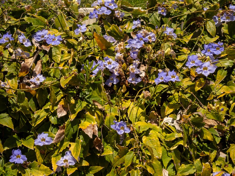 Thunbergia grandiflora  2025-05-12 1-8