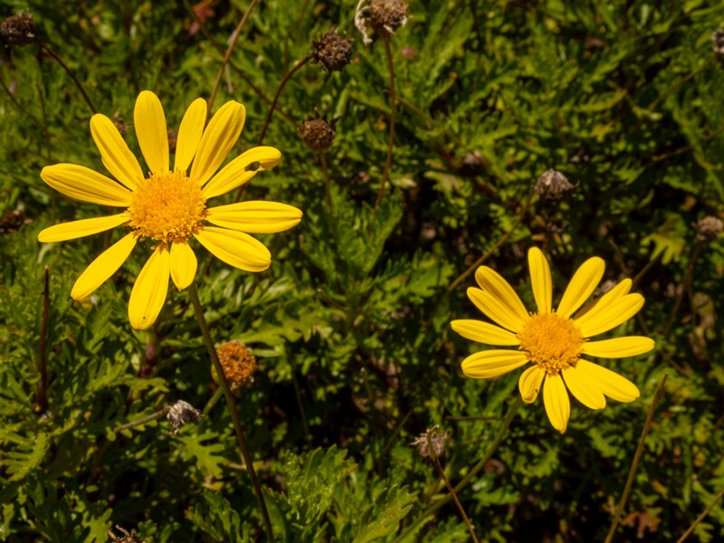 lat. Euryops pectinatus