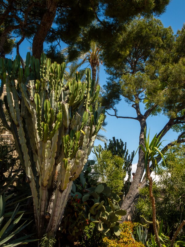 Jardin d'Acclimatation  2025-05-12 1-1